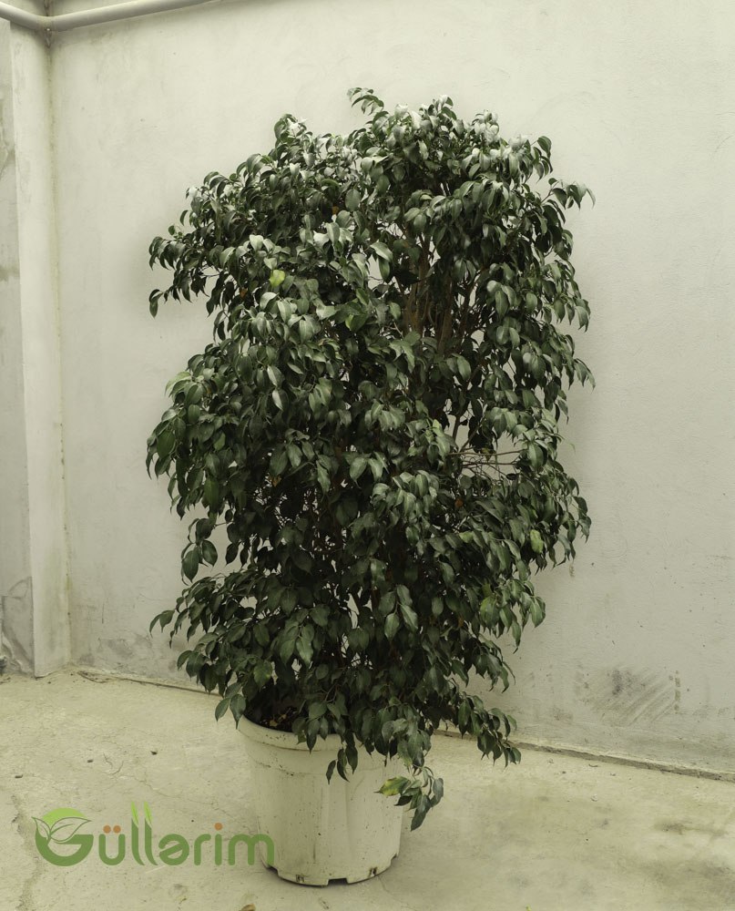 Ficus Benjamina (Bəxt Ağacı / Fikus)