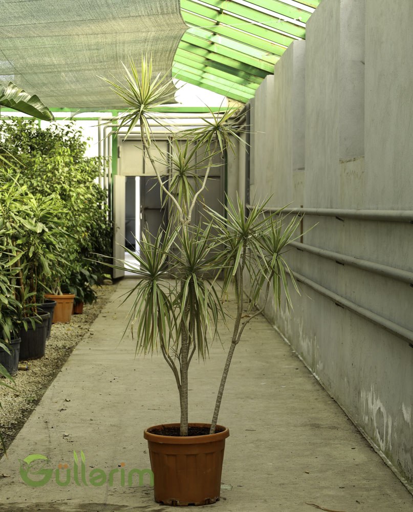 Dracaena Marginata (Əjdaha Ağacı / Dragon Tree)
