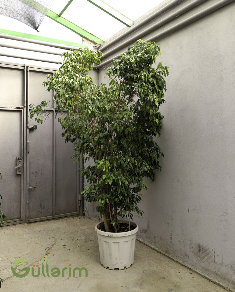 Ficus Benjamina (Bəxt Ağacı / Weeping Fig)