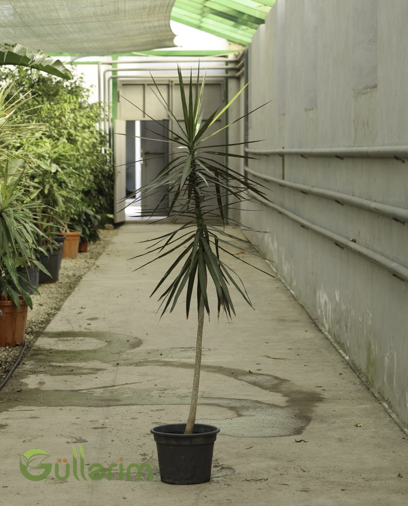 Dracaena Marginata (Əjdaha Ağacı / Dragon Tree)