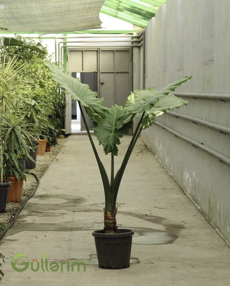 Alocasia Macrorrhizos (Fil Qulağı / Elephant Ear Plant)