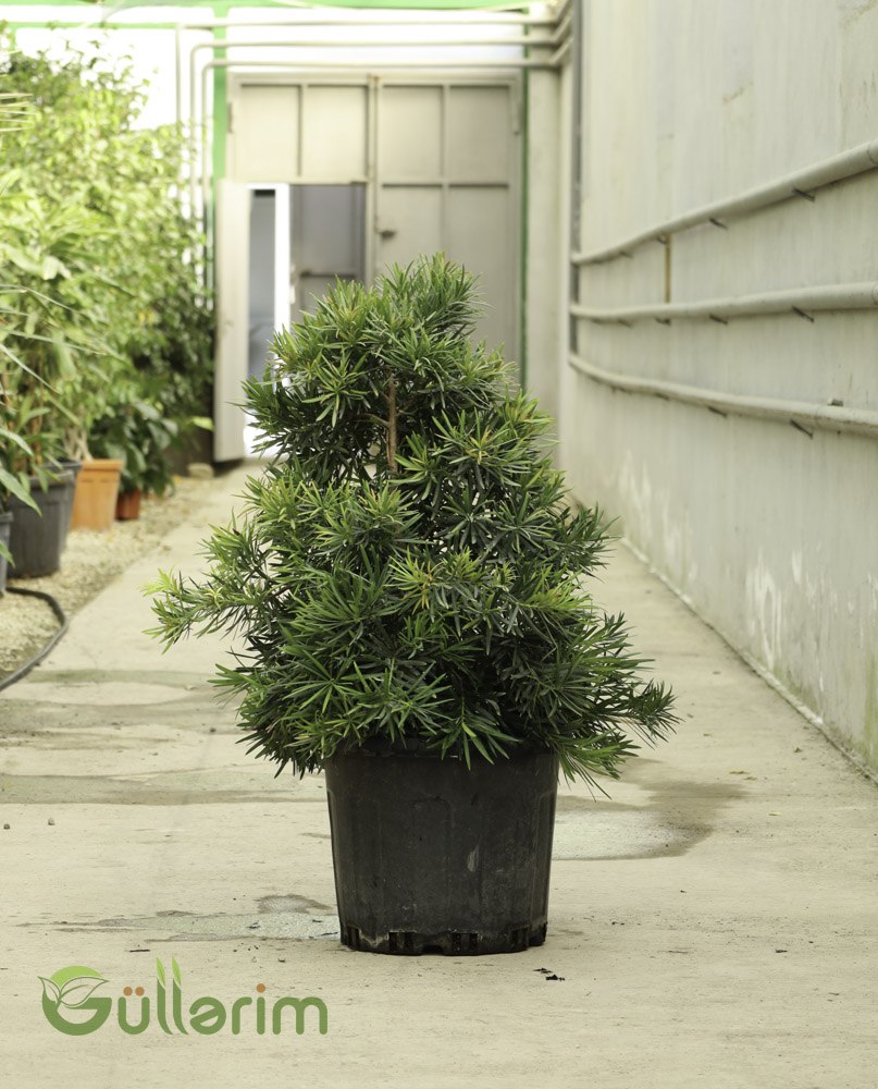 Podocarpus Macrophyllus (Buddist Şamı / Podokarpus)