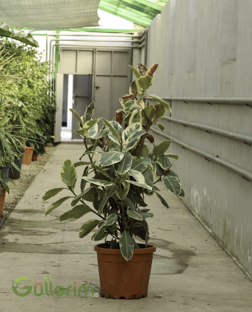 Ficus Elastica 'Tineke' (Alacalı Rezin Ağacı / Variegated Rubber Plant)