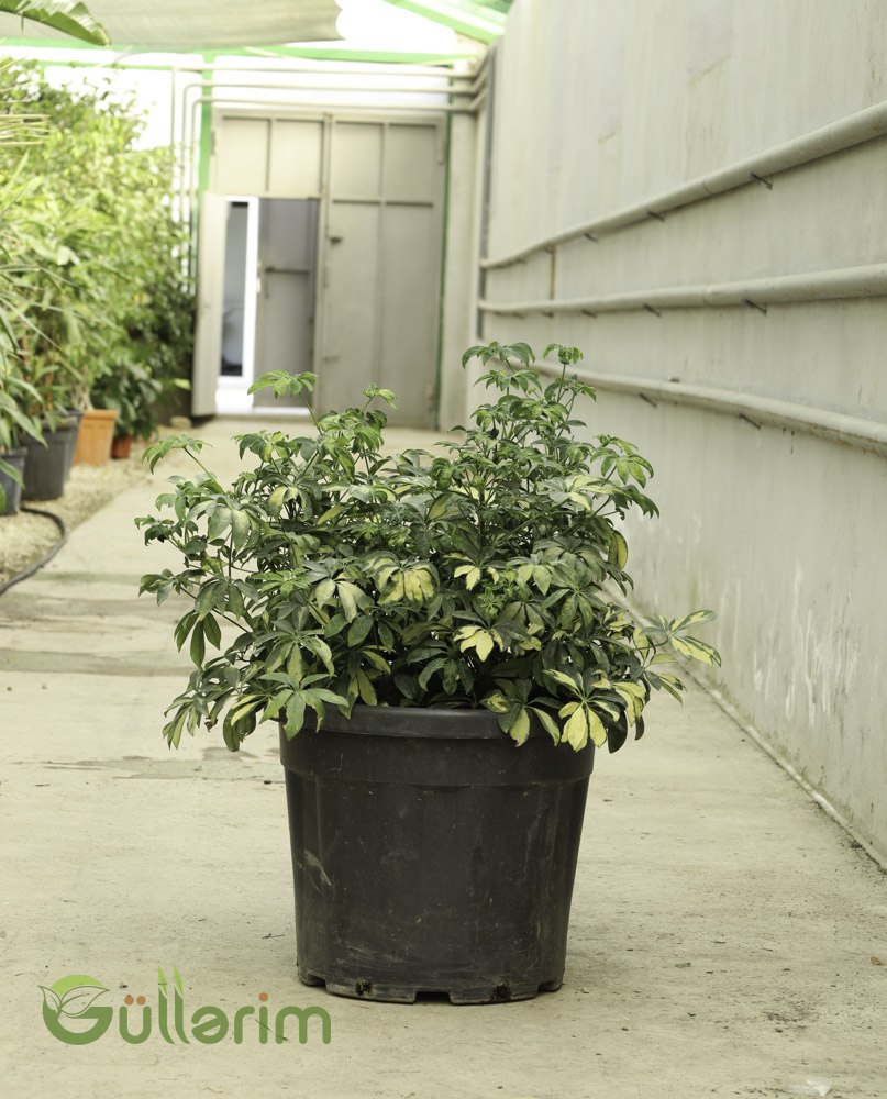 Schefflera arboricola ‘Variegata’ (Alacalı Şeflera / Umbrella Tree)
