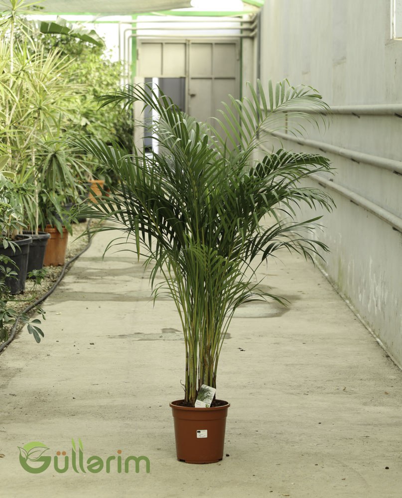 Areca Palm (Dypsis Lutescens / Areka Palma)