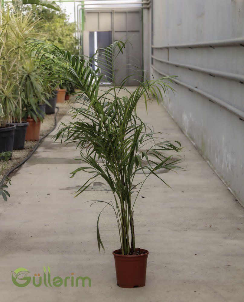 Chamaedorea elegans (Salon Palması / Parlor Palm)