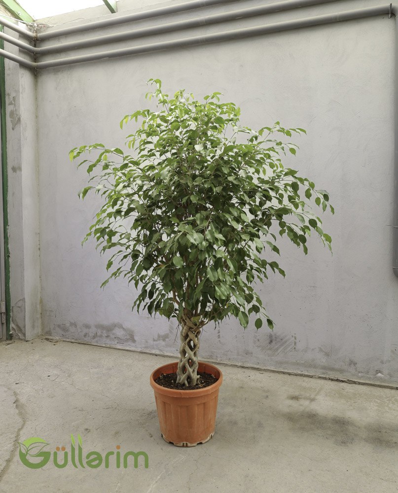 Ficus Benjamina “Braided Trunk” (Hörülmüş Bəxt Ağacı)