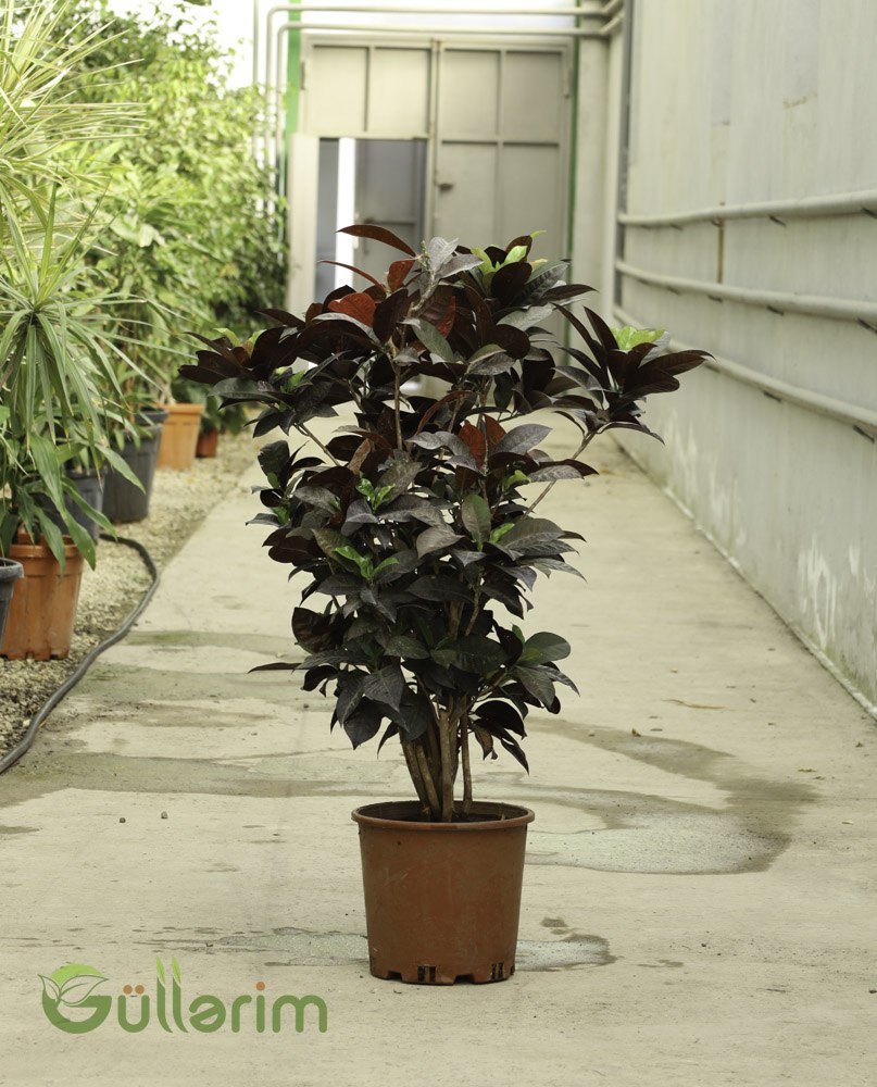 Ficus elastica 'Burgundy' (Bordo Rezin Ağacı / Burgundy Rubber Plant)