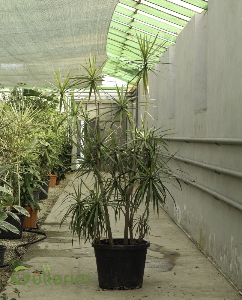 Dracaena marginata (Əyri Kənarlı Drasena / Dragon Tree)