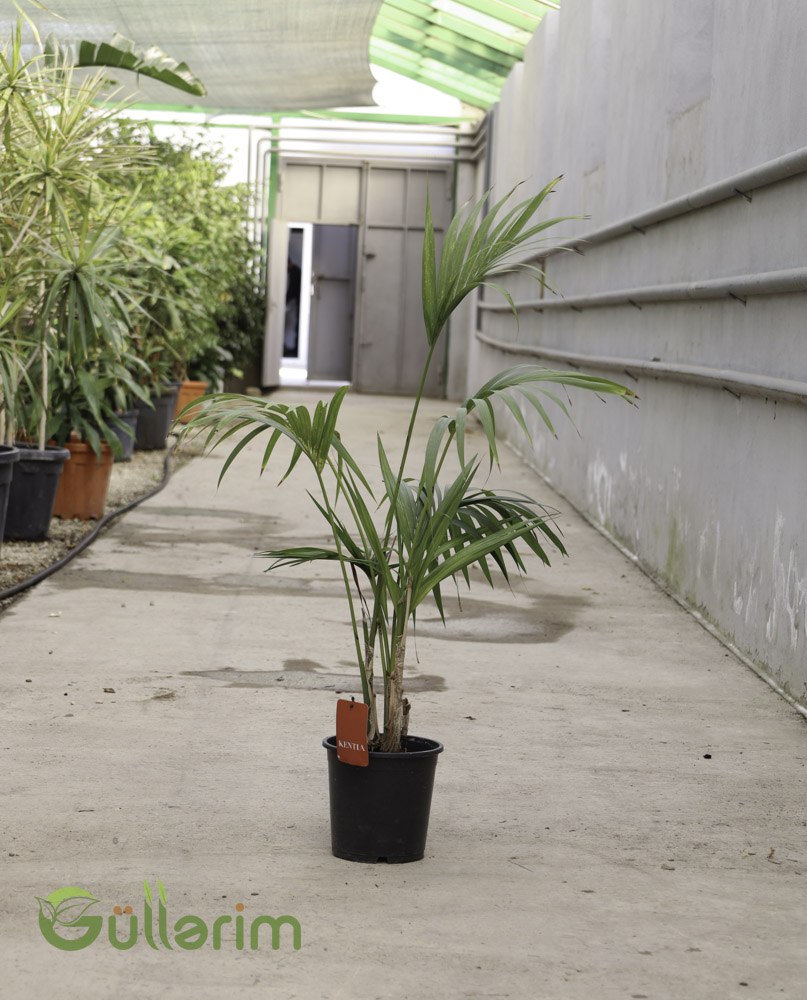 Kentia Palma (Howea forsteriana)
