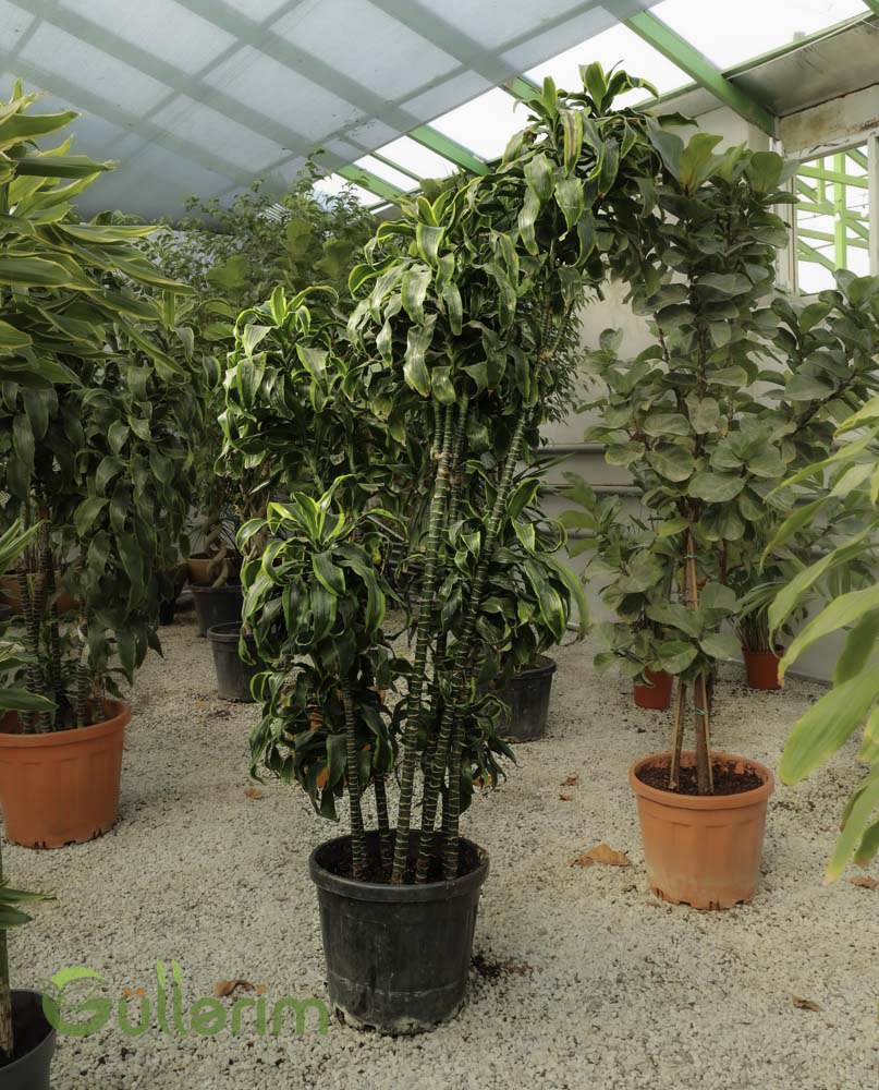 Dracaena reflexa (Song of India / Refleksa Drasena)