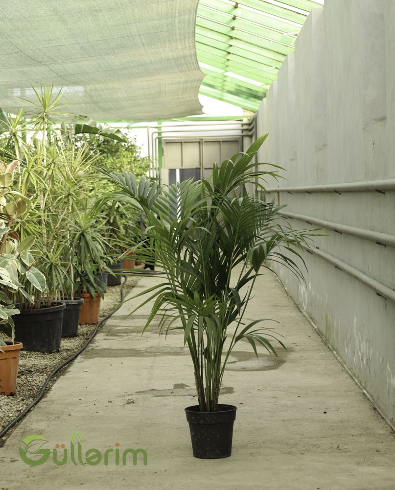 Kentia Palma (Howea forsteriana)