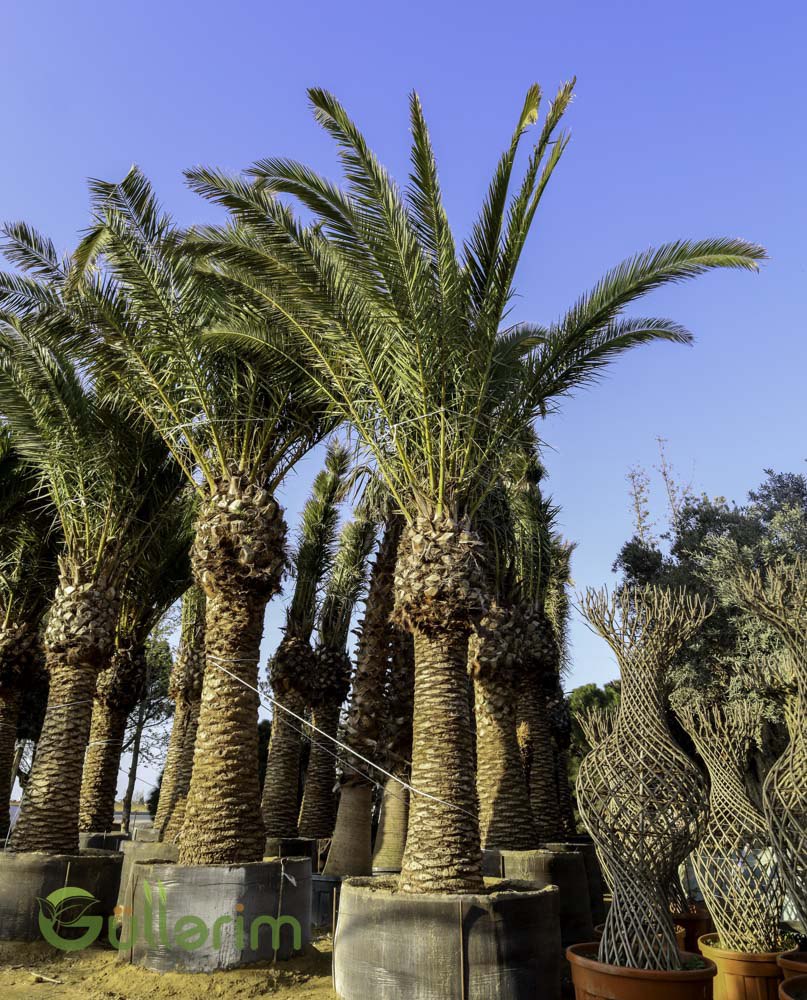 Kanarya Palma Ağacı (Phoenix canariensis)