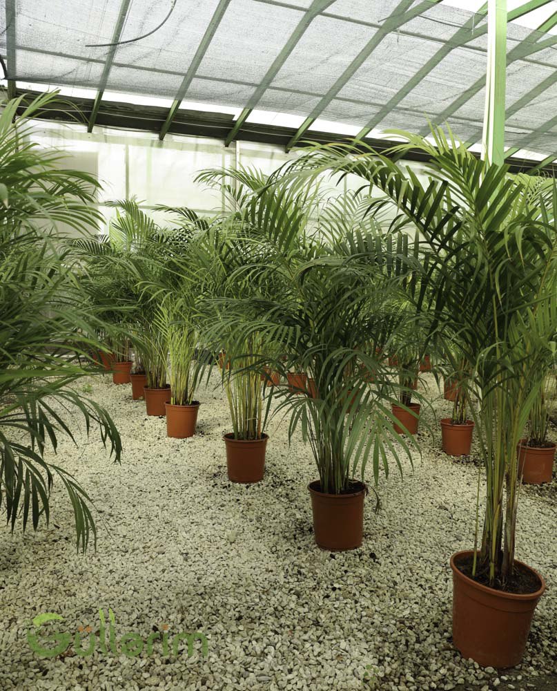 Areca Palma (Dypsis lutescens)