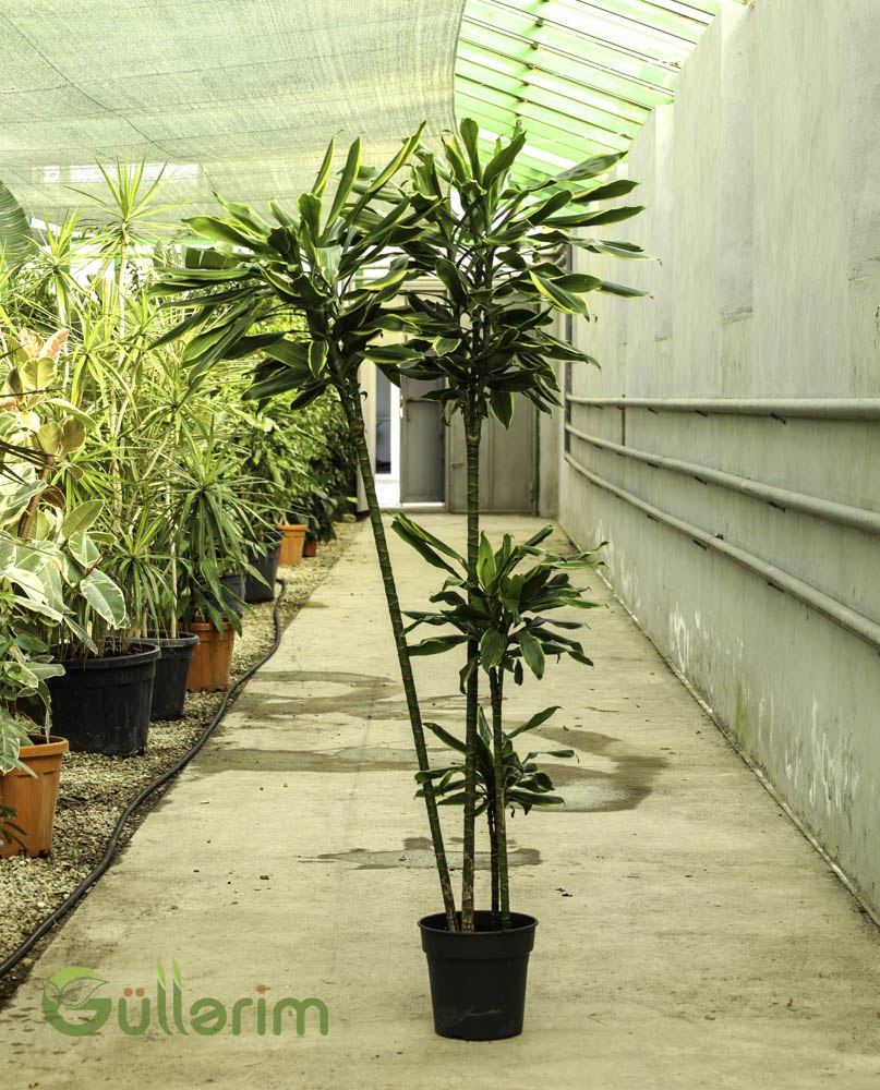 Dracaena Reflexa (Drasena Kompakt)