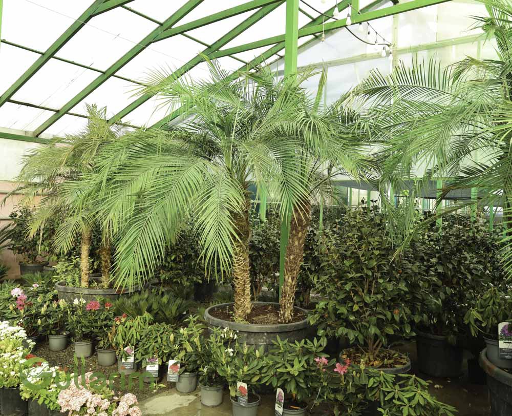 Phoenix roebelenii (Cırtdan Xurma Palm)