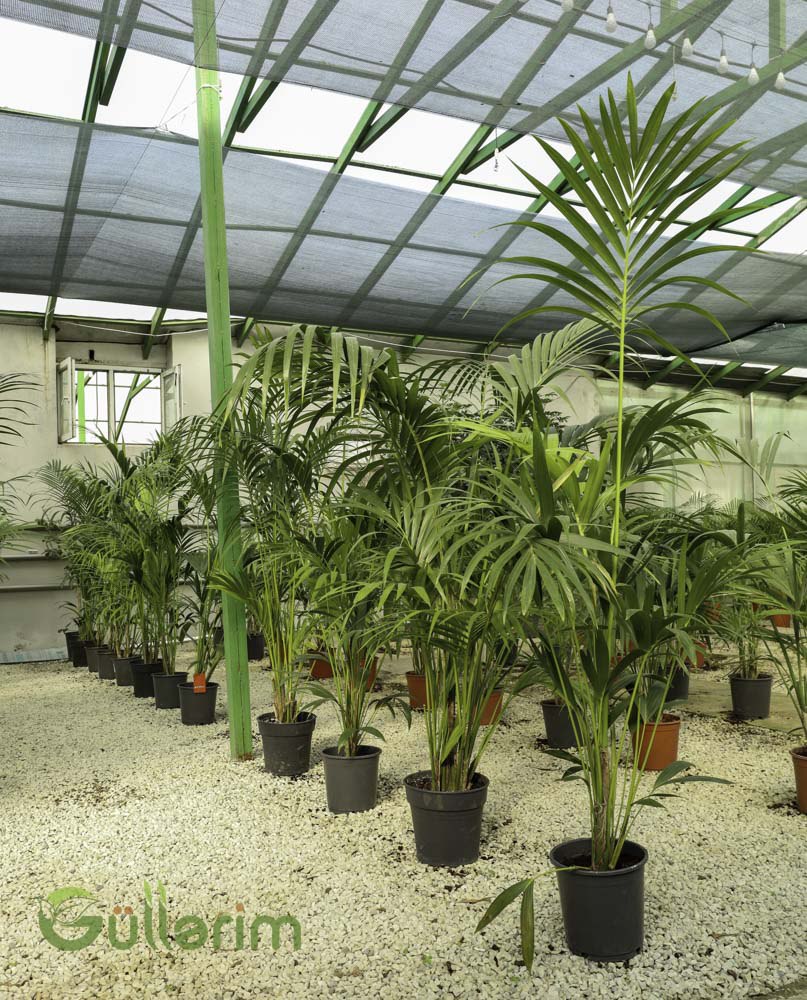 Howea forsteriana (Kentia Palm)