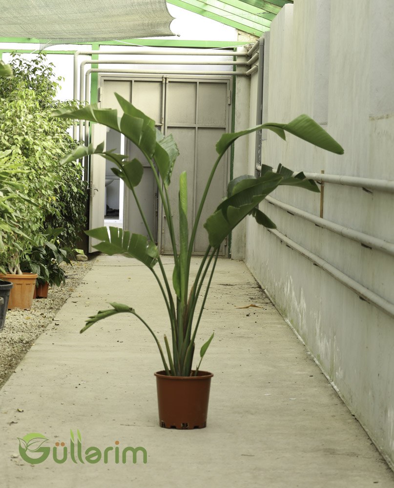 Strelitzia Nicolai (Dekorativ Banana Bitkisi / Cənnət Quşu)