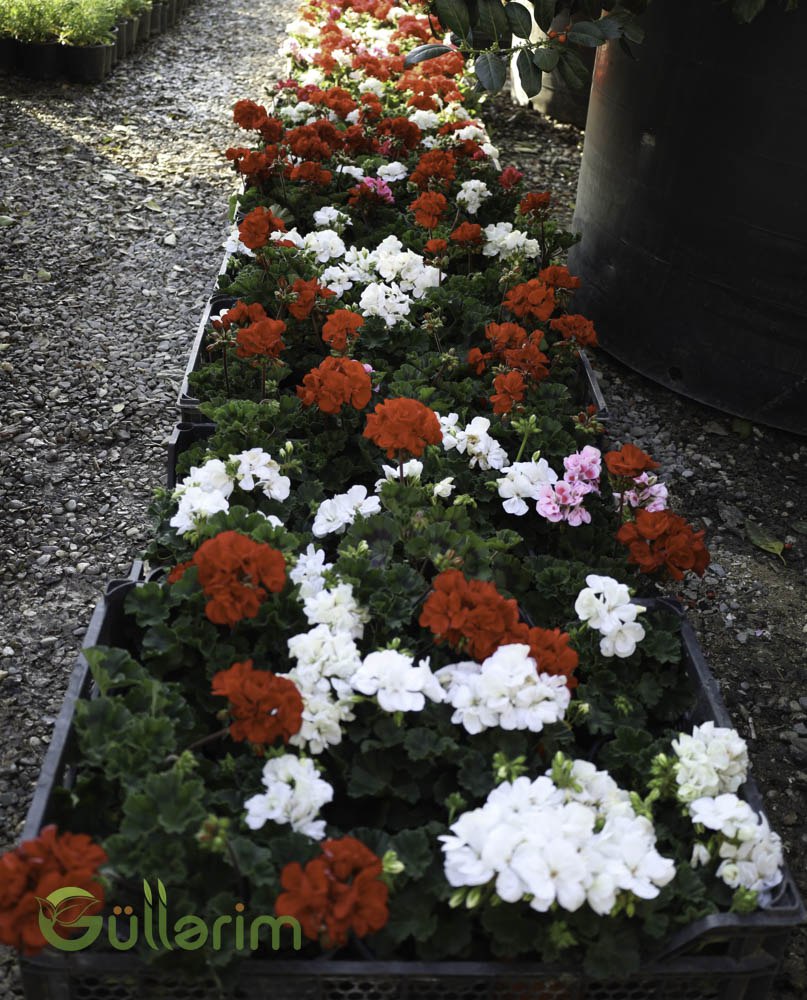 Sardunya (Pelargonium zonale)