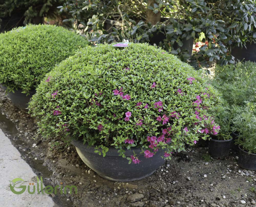 Cuphea hyssopifolia (Meksika Lavandası)