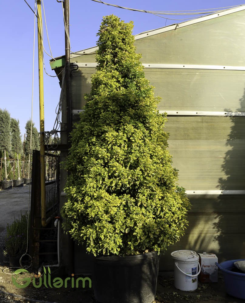 Euonymus Japonicus ‘Aureomarginatus’ Topiary
