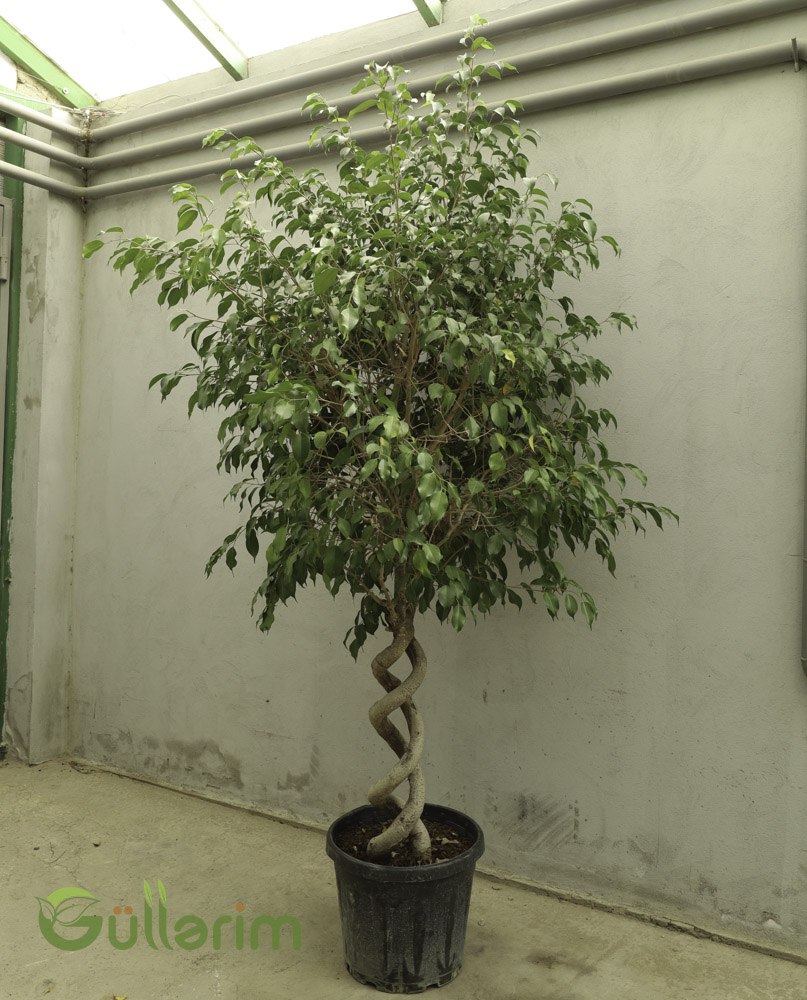 Ficus Benjamina “Twisted Trunk” (Burulmuş Bəxt Ağacı)