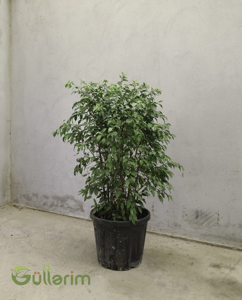 Ficus Benjamina (Bəxt Ağacı / Fikus)
