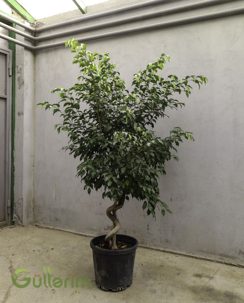 Ficus Benjamina “Twisted Trunk” (Burulmuş Bəxt Ağacı)