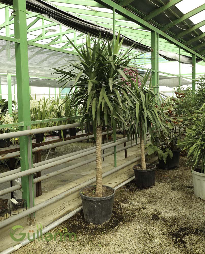 Yucca Elephantipes (Yukka Ağacı / Kılıc Yarpaqlı Palma)