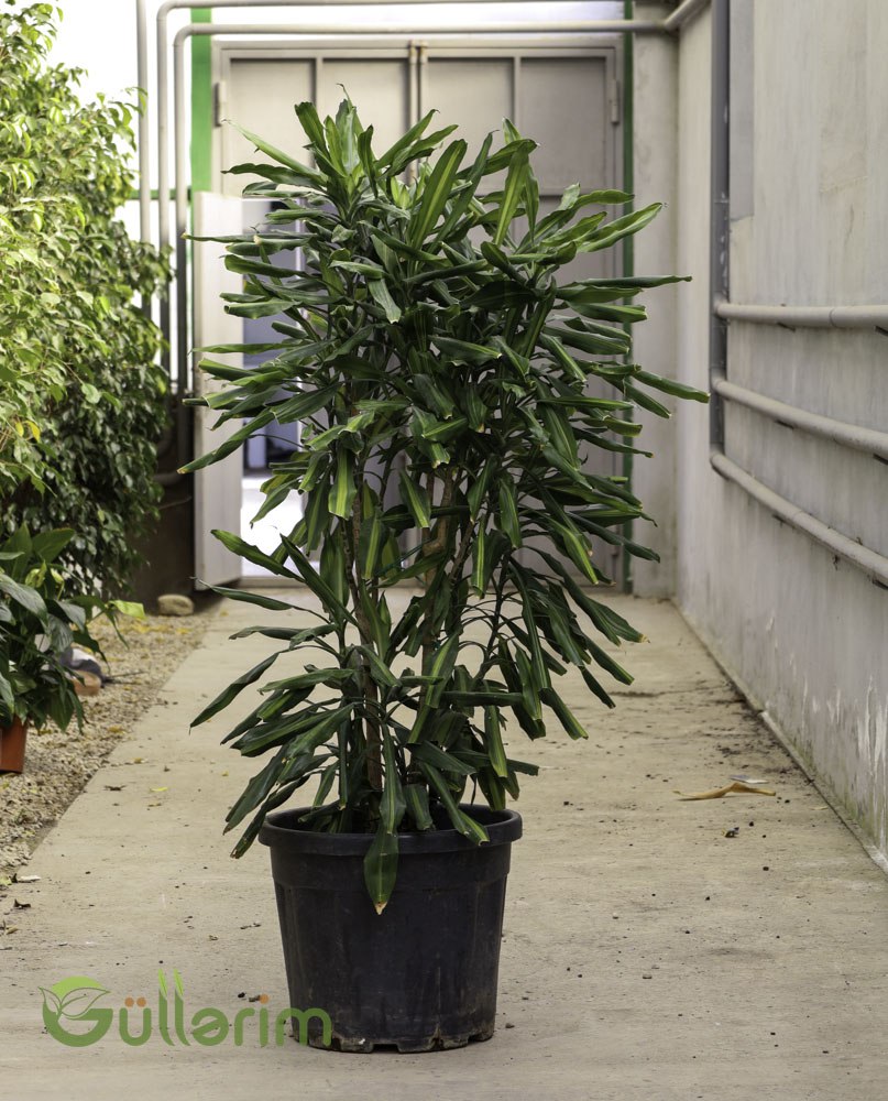 Dracaena Reflexa (Drasena / Şans Ağacı)