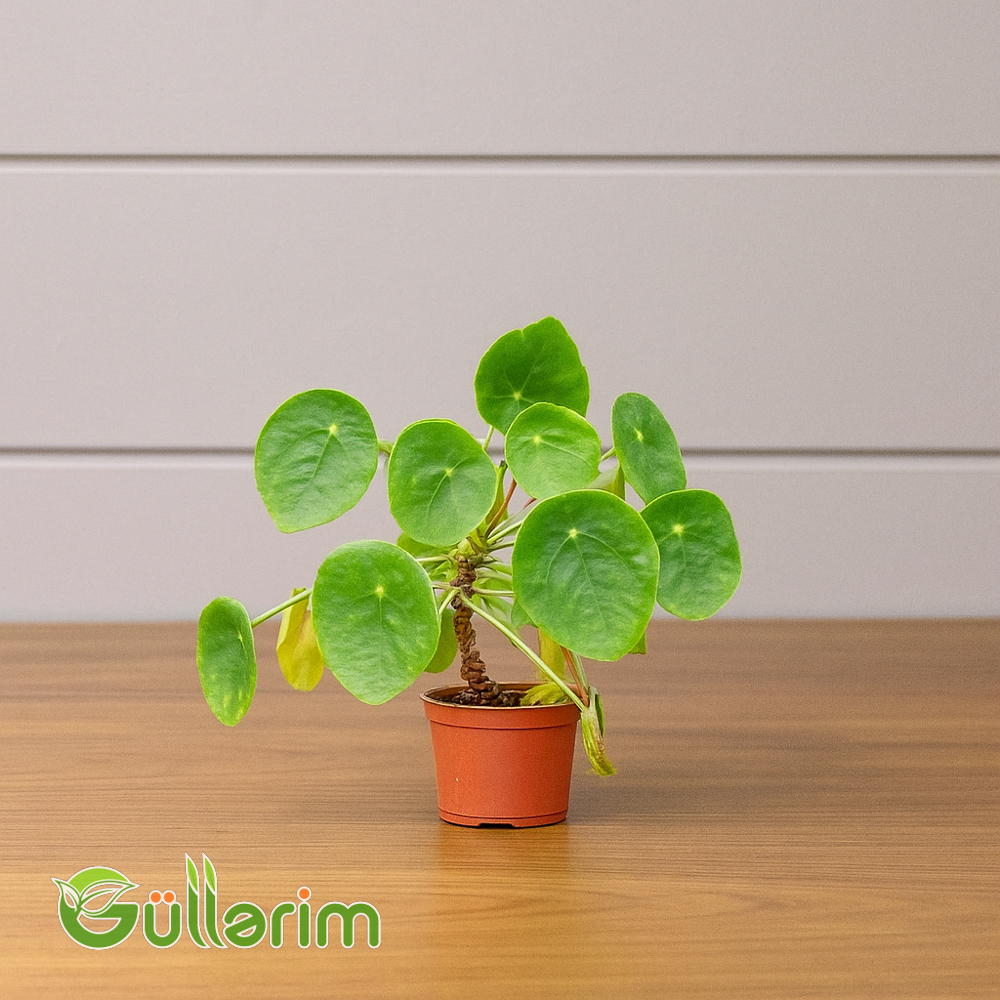 Pilea Peperomioides (Mərcimək bitkisi, Çin pul bitkisi)