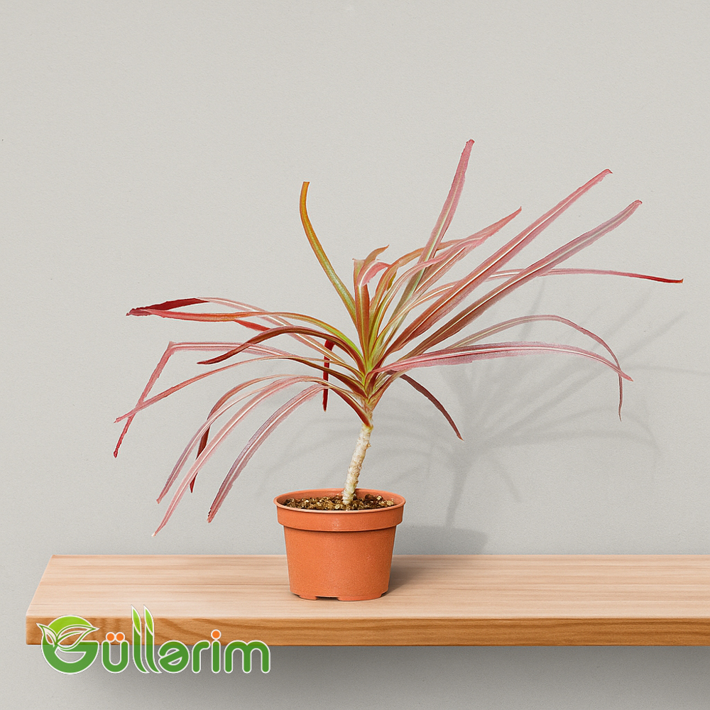 Dracena marginata (Qırmızı kənarlı dracena)
