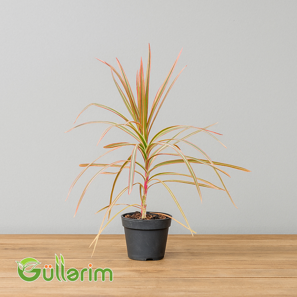 Dracena marginata (Qırmızı kənarlı Dracena)