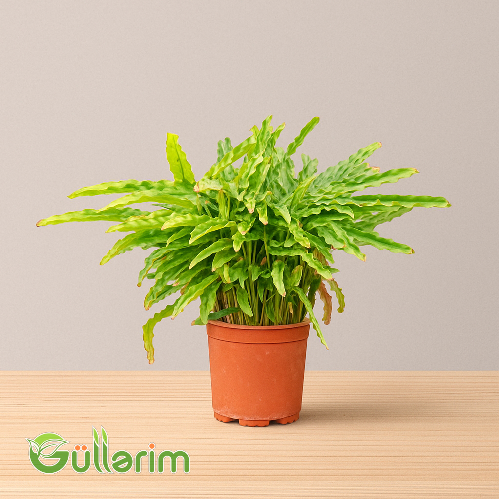 Crested Fern (Asplenium nidus "Crispy Wave")