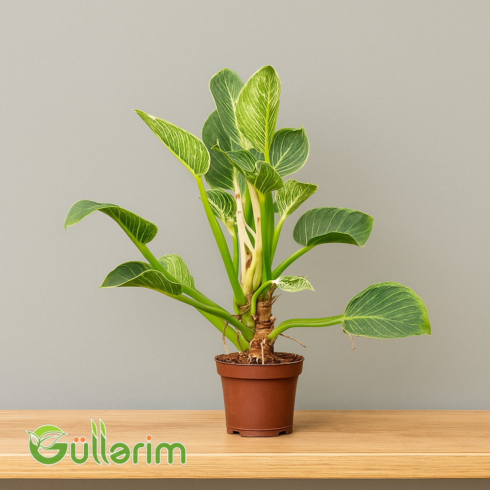 Filodendron (Philodendron)