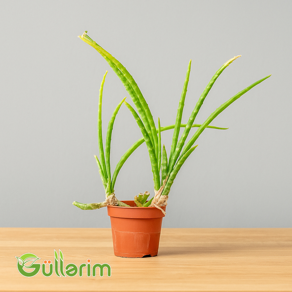 Əzvay, Əsl Əzvay (Aloe Vera)