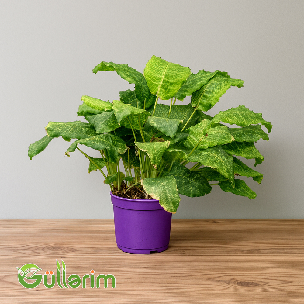 Asplenium nidus (Çəhrayı Dadılcan, Bird’s Nest Fern)