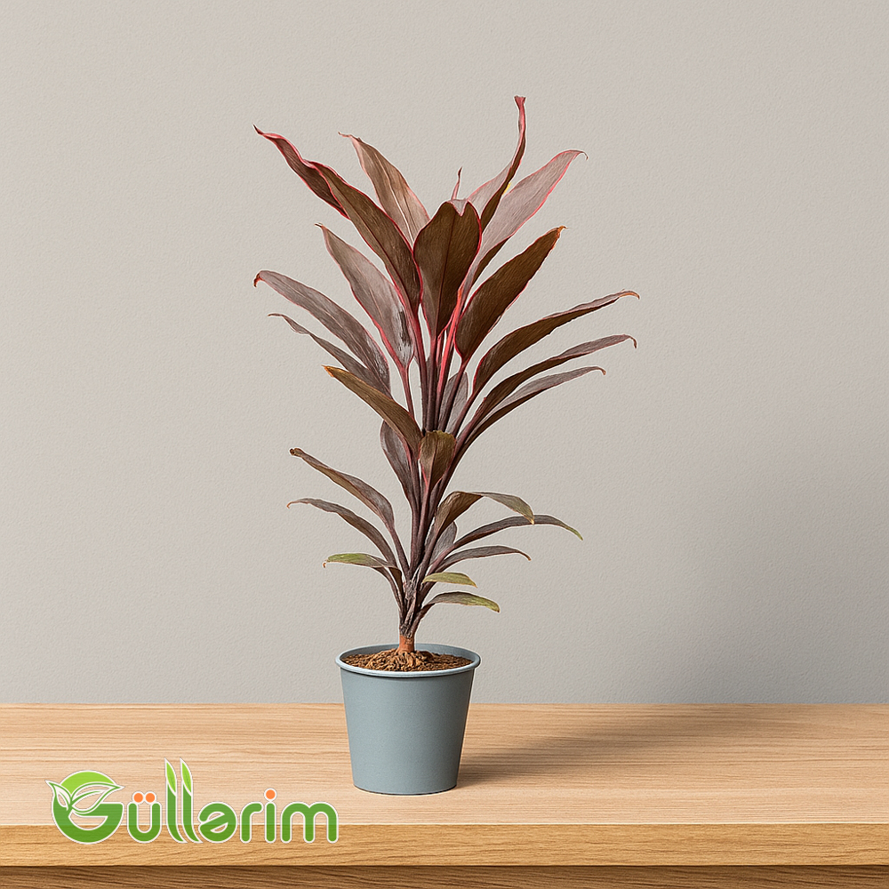 Kordilinə (Cordyline fruticosa)