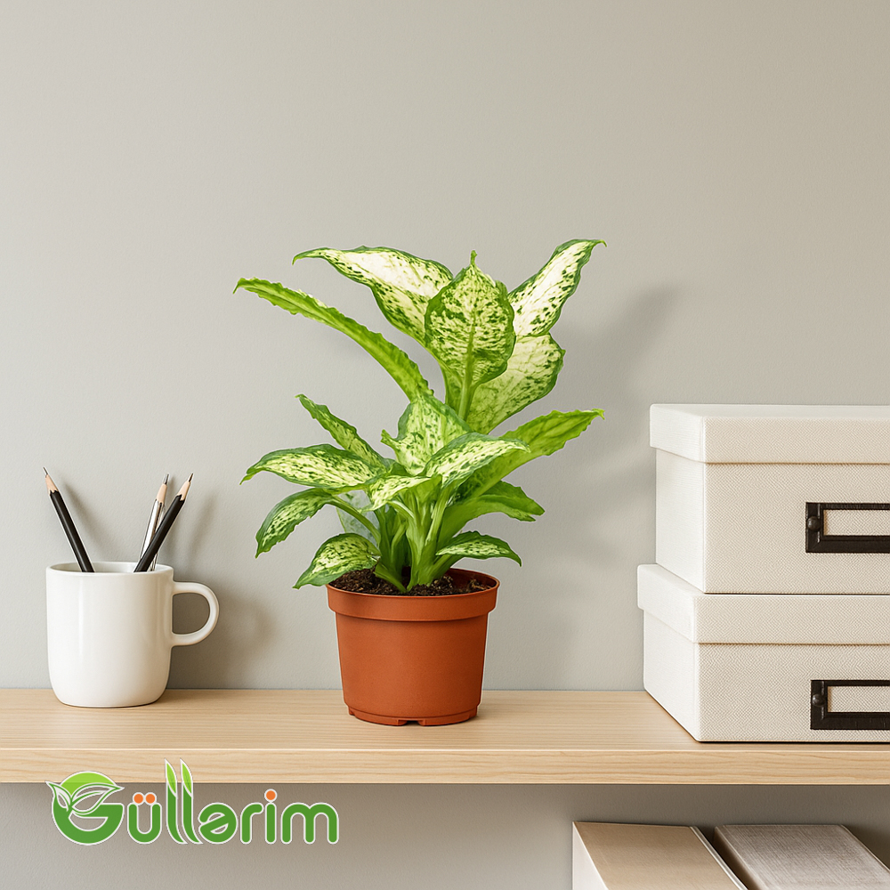 Dieffenbachia "Difenbaxiya" (Kələ-kötür Bitki)