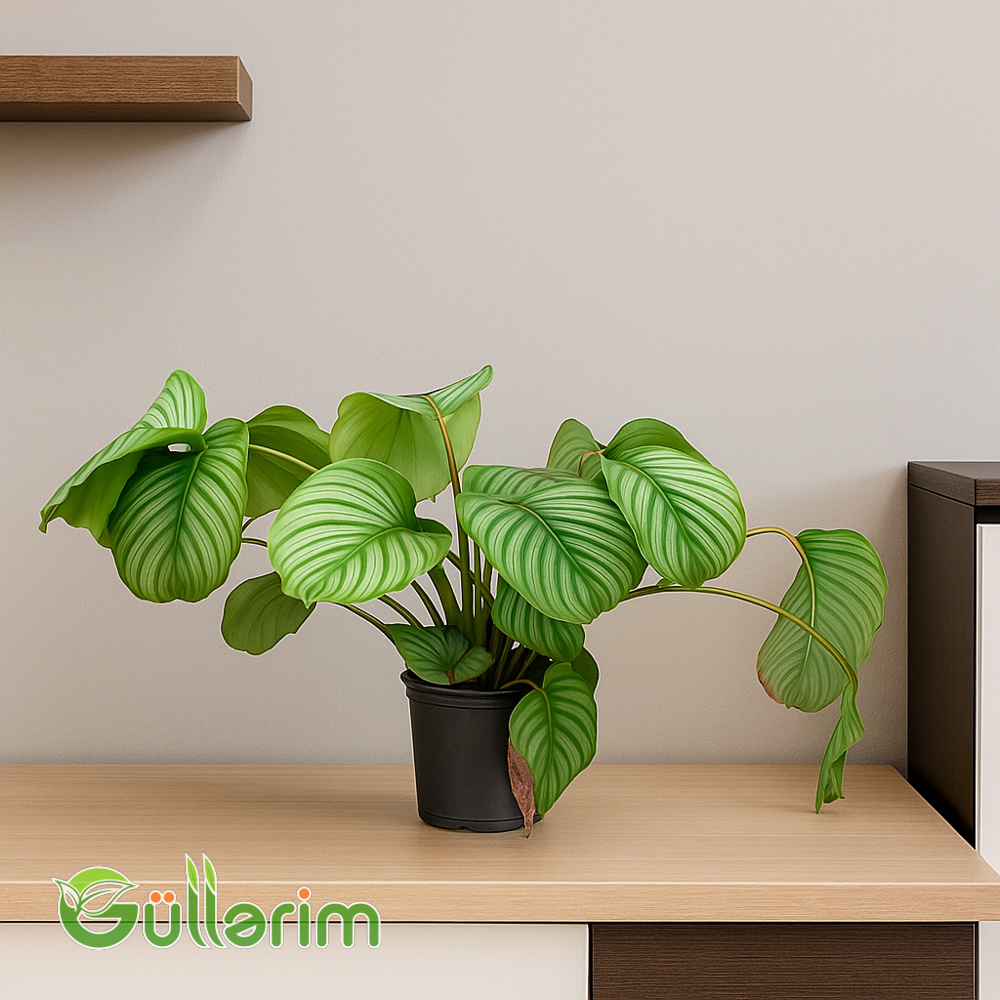 Calathea orbifolia (Qalateya Orbiqoliya)