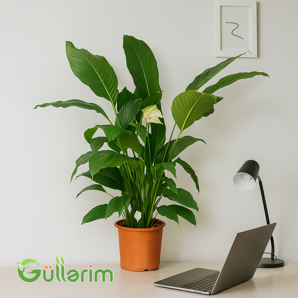 Peace Lily (Sülh zanbağı)