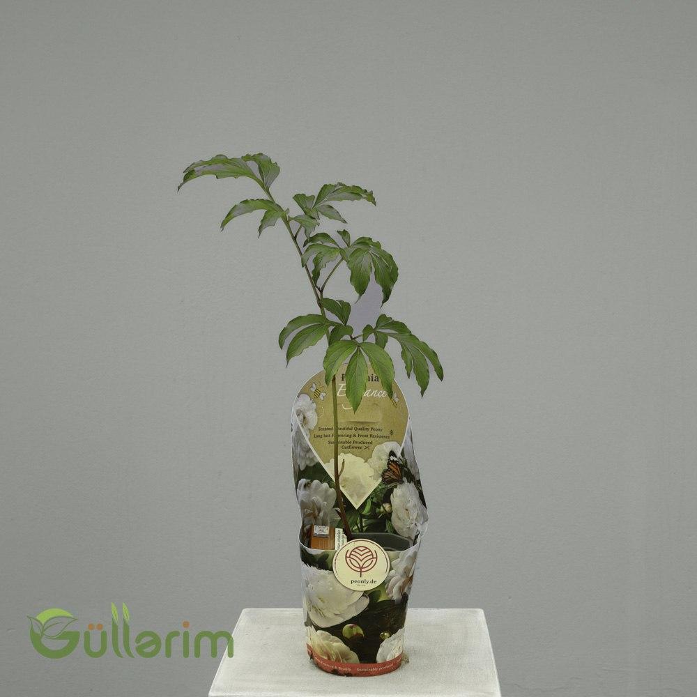 Paeonia lactiflora (Ağ pion)