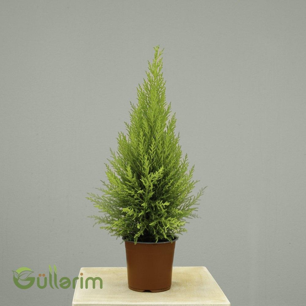 Cupressus macrocarpa ‘Goldcrest’ (Limon Servisi)
