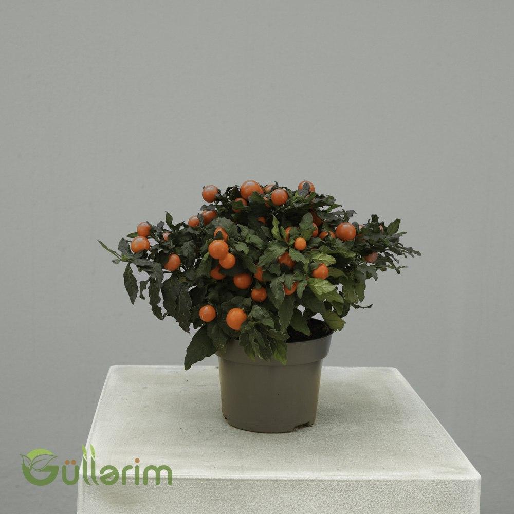 Solanum pseudocapsicum (Dekorativ Bibər / Yalancı Bibər)