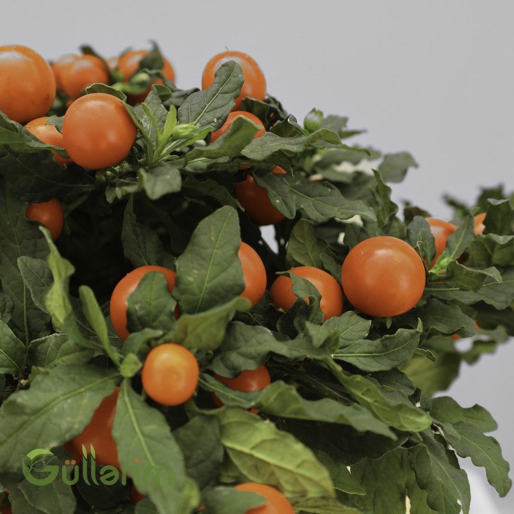 Solanum pseudocapsicum (Dekorativ Bibər / Yalancı Bibər)