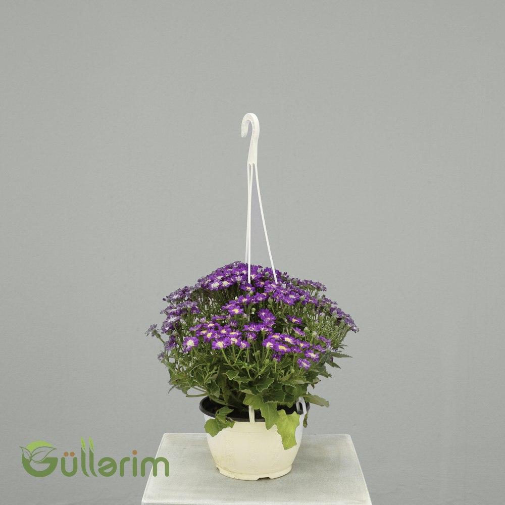 Cineraria (Pericallis × hybrida) – Asma Saxsıda