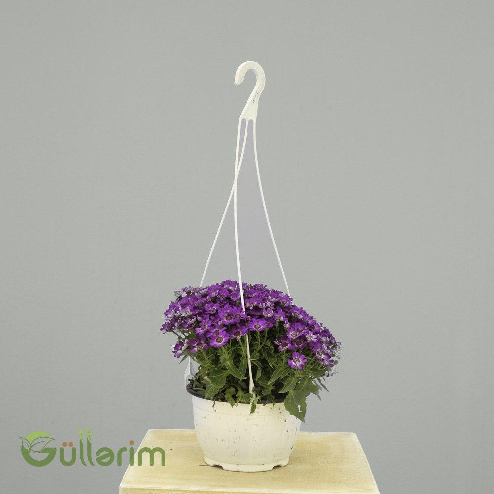 Cineraria (Pericallis × hybrida) – Asma Saxsıda