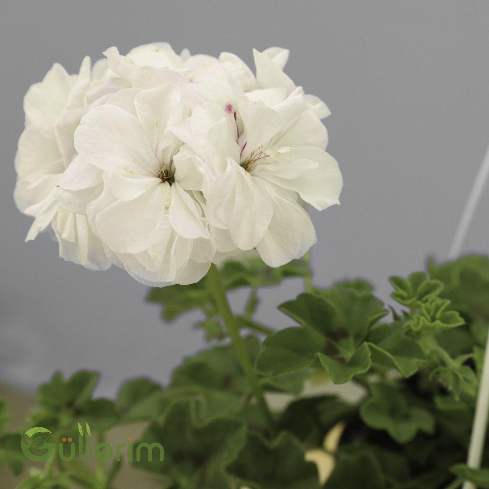 Asma Sardunya (Pelargonium Zonale – White Geranium)