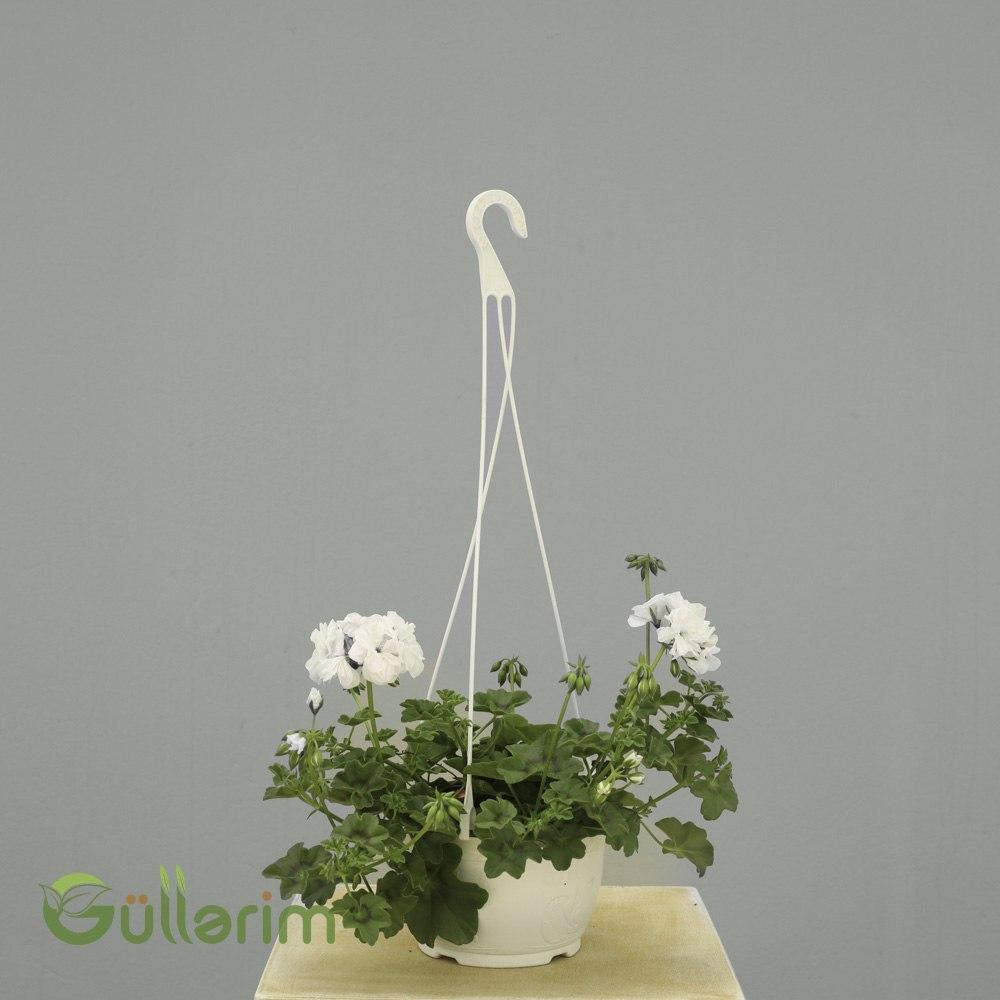 Asma Sardunya (Pelargonium Zonale – White Geranium)