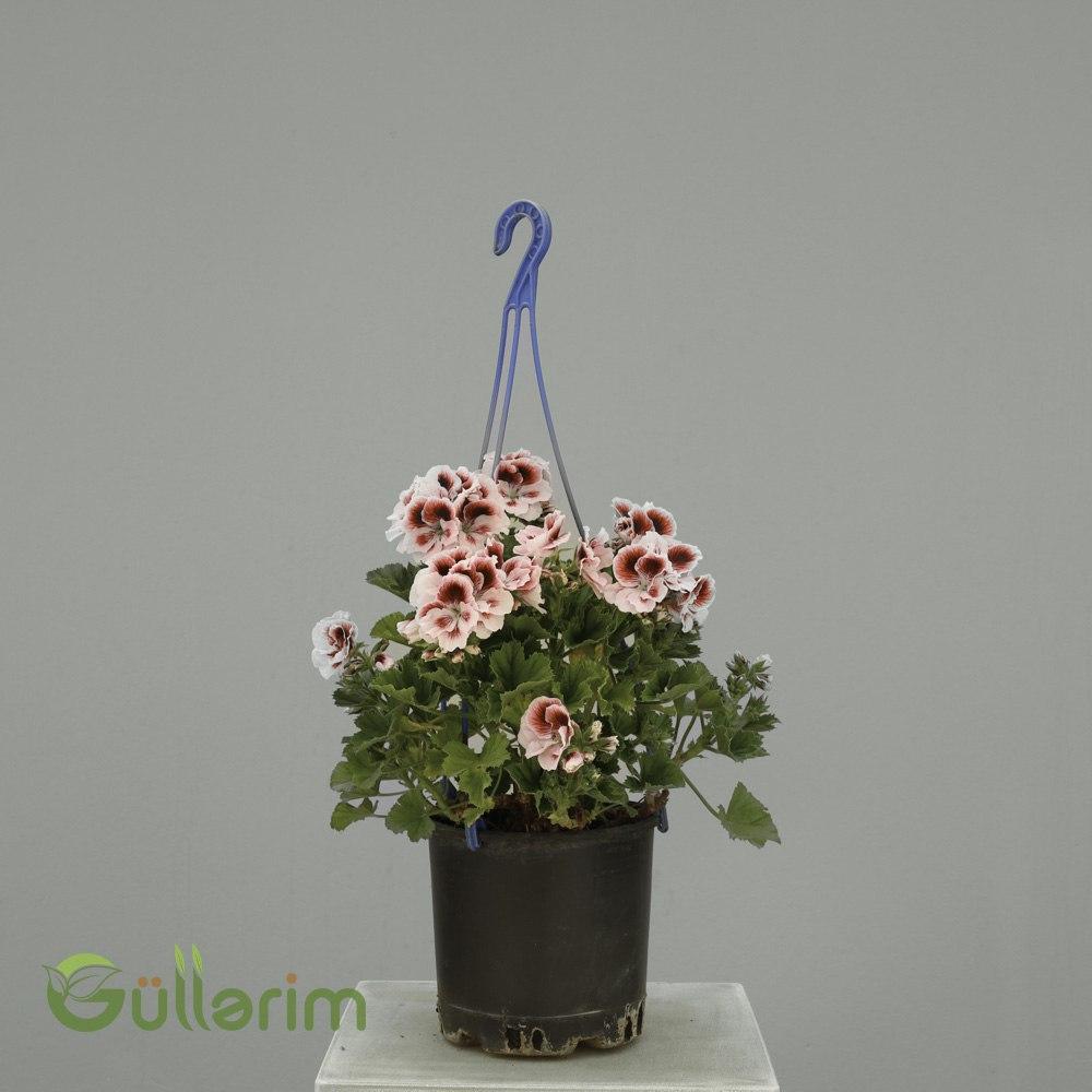 Pelargonium grandiflorum – Regal Sardunya (Fantaziya Sardunyası)